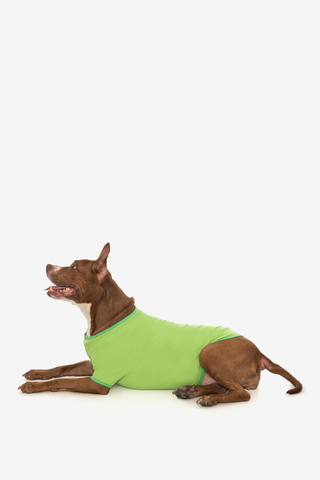 49005 - Baby Rib Dog T-Shirt